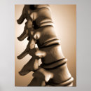 Buscar espina dorsal posters Partes del cuerpo humanas