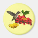 Buscar colibri imanes Pájaro
