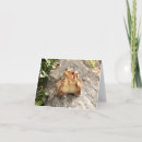 Buscar sapo tarjetas Amar