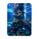 Buscar agua salada imanes Peces tropicales