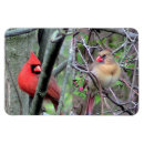 Buscar escarlata rectangulares imanes Vida silvestre