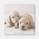 Buscar pelo animal imanes Animales