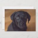 Buscar puppy tarjetas Animal