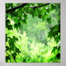 Buscar arce posters Árboles