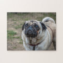 Buscar barro amasado fotografía Perrito