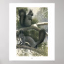 Buscar ardilla negra posters Ardillas