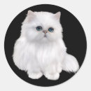 Buscar gato persa blanco postales Animal