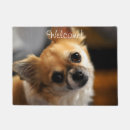 Buscar chihuahuas felpudos Adorable