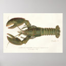 Buscar langosta posters Imprimir