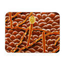 Buscar biología imanes Botánico