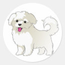 Buscar perro maltés pegatinas Maltipoo