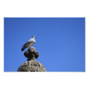 Buscar pájaro azul posters Naturaleza