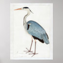 Buscar garza gris posters Naturaleza