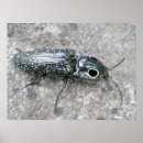 Buscar insecto observado Animales