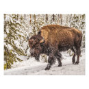 Buscar bisonte americano posters Parque nacional de yellowstone