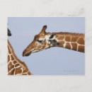 Buscar kenya postales Animales salvajes
