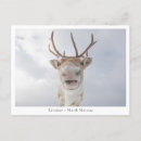 Buscar renos postales Lapland