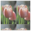 Buscar tulipanes telas Jardín