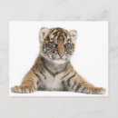 Buscar sumatra postales Vida silvestre