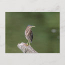 Buscar blog postales Animal