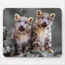 Buscar onza electronica Leopardo