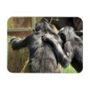 Buscar chimpancés imanes Animales