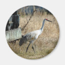 Buscar sandhill Naturaleza
