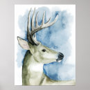 Buscar escalas posters Animales