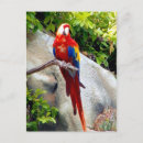 Buscar loro rojo postales Azul