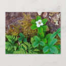 Buscar al anon postales Canadá