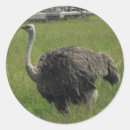 Buscar ostriches pegatinas Adorable