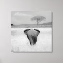 Buscar elefante blanco lienzos Africano