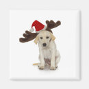 Buscar aduana imanes Canino