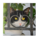 Buscar funny azulejos 9 º gata