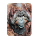 Buscar orangután imanes Animales