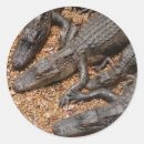 Buscar caiman pegatinas Reptil