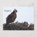 Buscar águila postales Fotografía