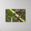 Buscar ecuador arte Vida silvestre