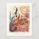 Buscar erizo de mar postales Océano