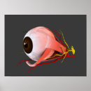 Buscar músculos humanos posters Partes del cuerpo humano