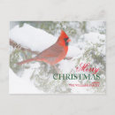 Buscar cardinalidae tarjetas Cardinalis