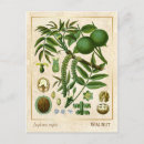 Buscar botanical art postales Vintage