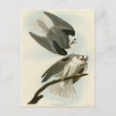 Buscar pájaros negros postales Ilustracion
