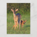 Buscar hábitat postales Macho