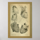 Buscar corazón humano posters Anatomía