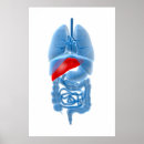 Buscar dos puntos posters Biología