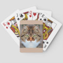 Buscar mascotas barajas de cartas Gato