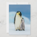 Buscar emperador tarjetas Polluelo de pingüino