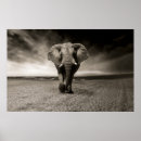 Buscar elefante blanco y negro posters Animales salvajes