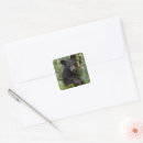 Buscar cachorro de oso negro postales Animales bebé